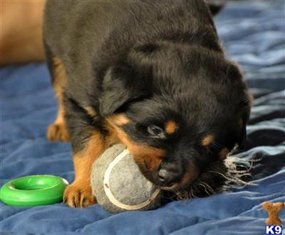 Puppies for Sale